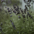 Ceramic Diffuser | Sleep - Small 175 ml