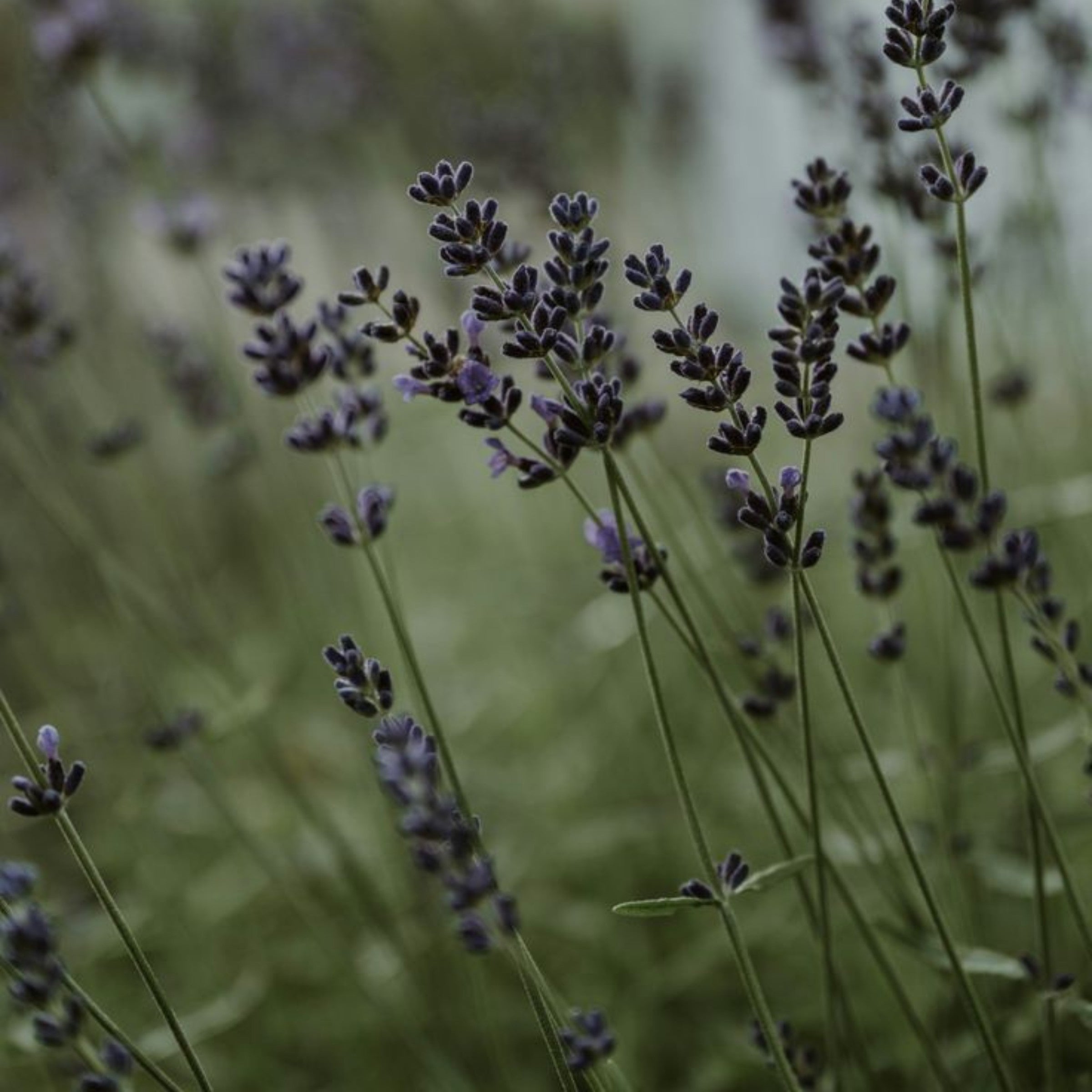 Ceramic Diffuser | Sleep - Small 175 ml